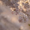 青森県芦野公園の桜