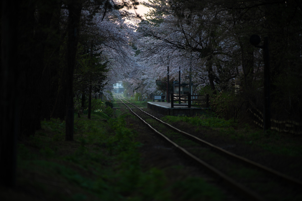 青森県芦野公園の桜のトンネル