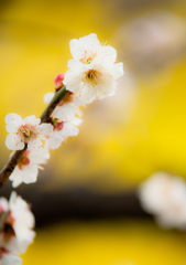 浜離宮の花