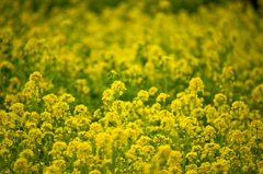 満開の菜の花