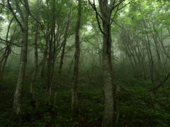 迷いの森