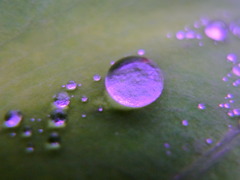 雨上がりの葉っぱ