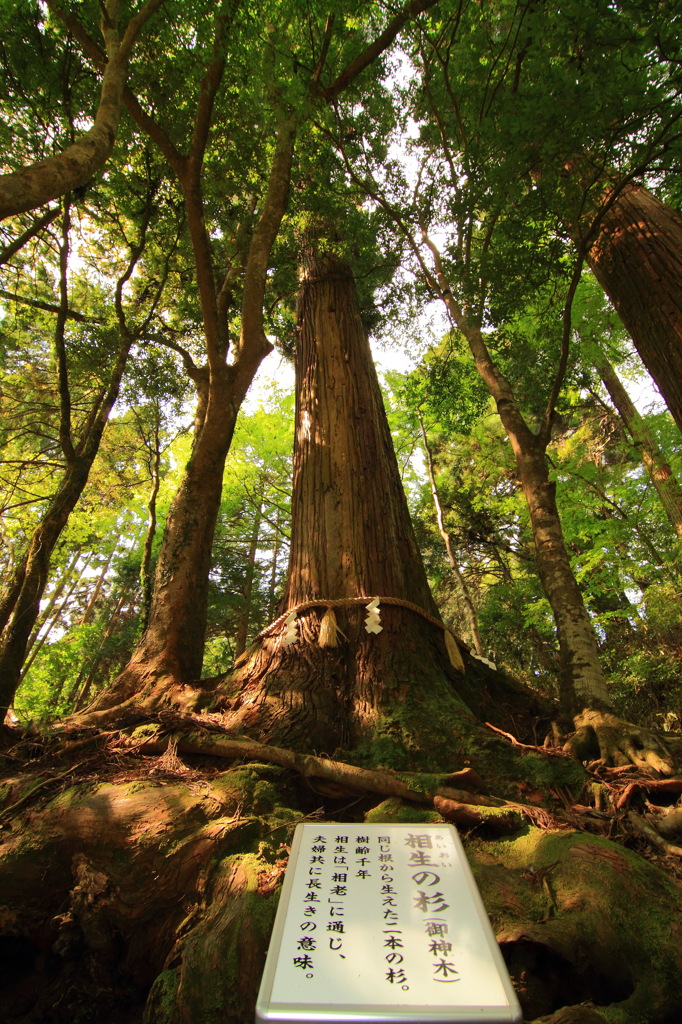 相生の杉