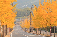 紅葉を見に行こうよう～善通寺～
