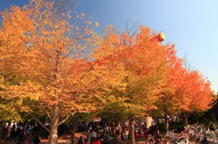 平安神宮の紅葉