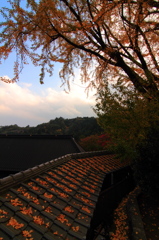 紅葉を見に行こうよう～大窪寺～其のニ