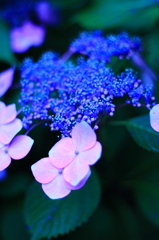 紫陽花～富郷～