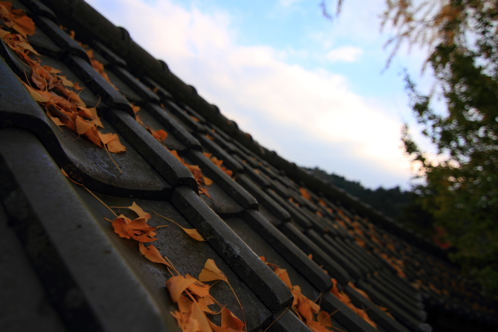 紅葉を見に行こうよう～大窪寺～其の五