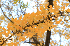 紅葉を見に行こうよう～大窪寺～其の四