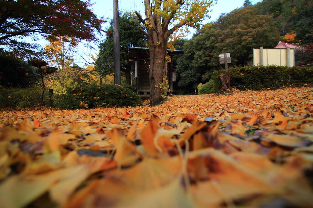 紅葉を見に行こうよう～柏原渓谷～其のニ