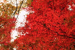 紅葉を見に行こうよう～大窪寺～