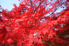 紅葉を見に行こうよう～柏原渓谷～