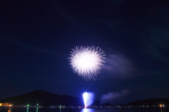 蕾