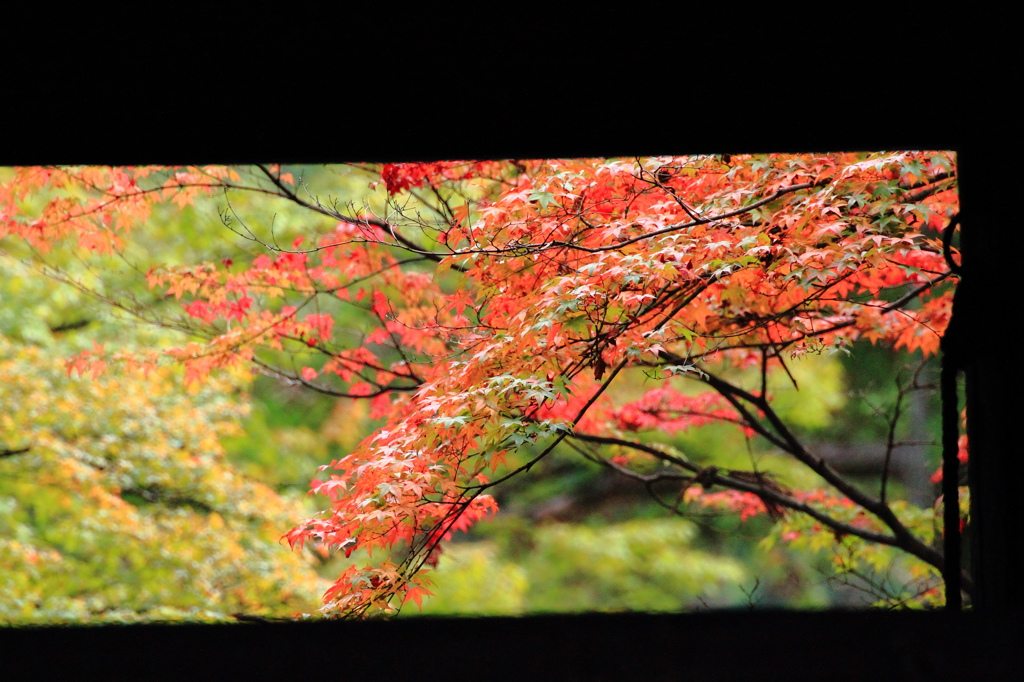 紅葉を見に行こうよう～大窪寺～其の三