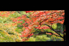 紅葉を見に行こうよう～大窪寺～其の三
