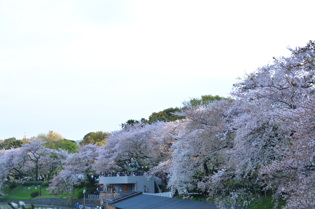 千鳥ヶ淵4