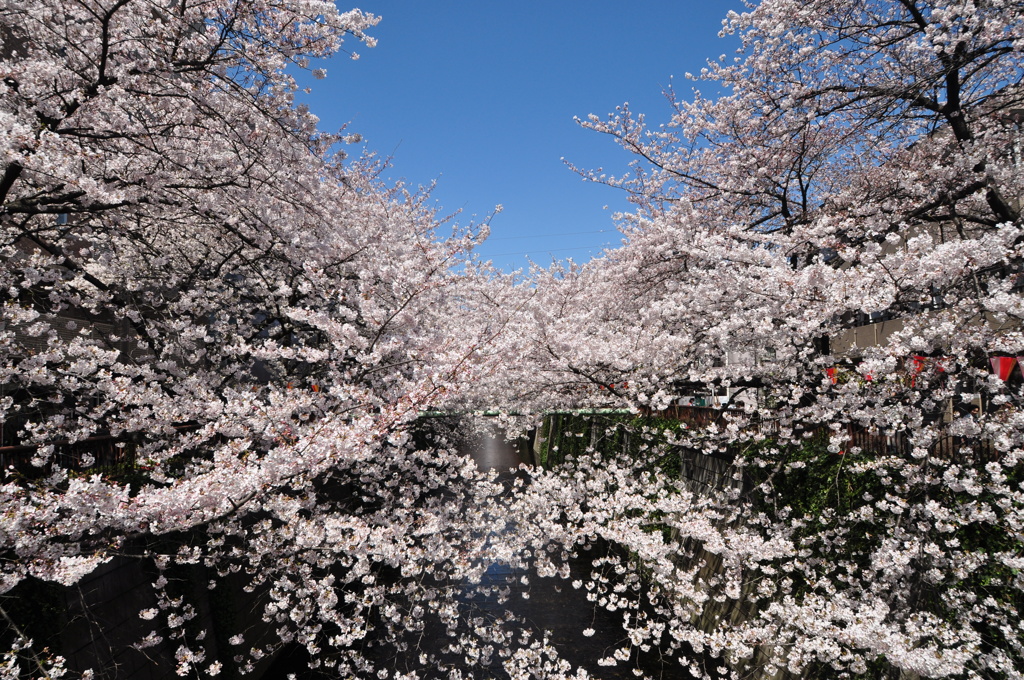 目黒川