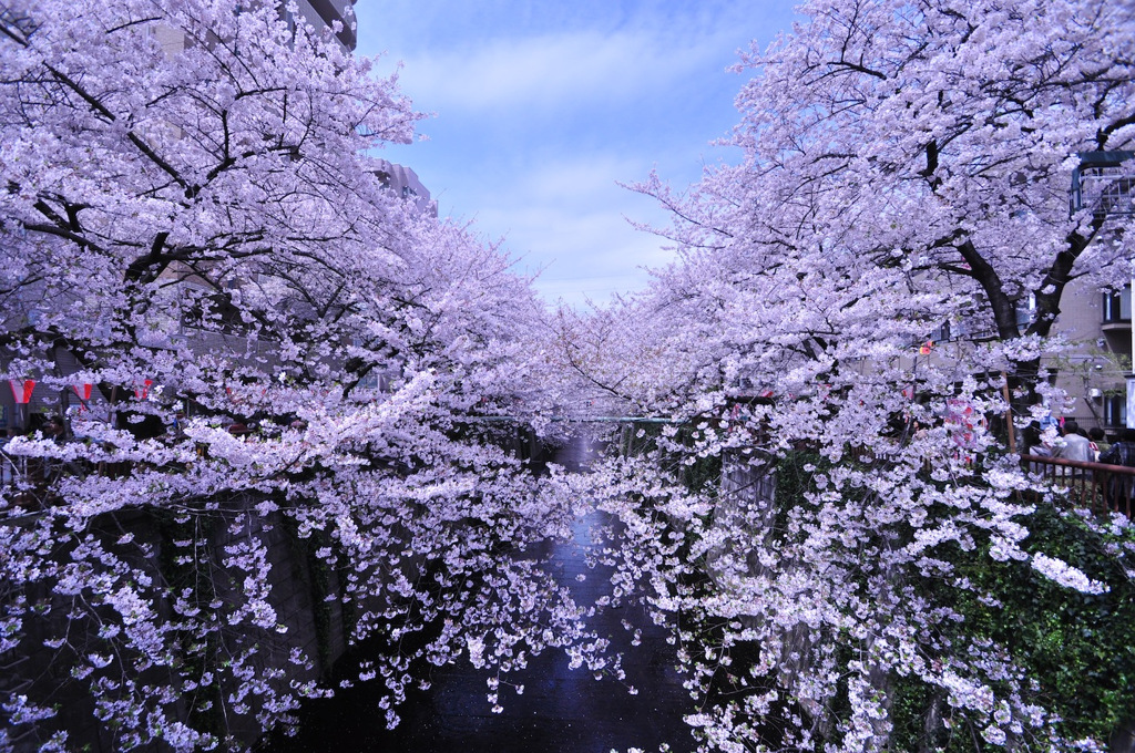 目黒川の桜