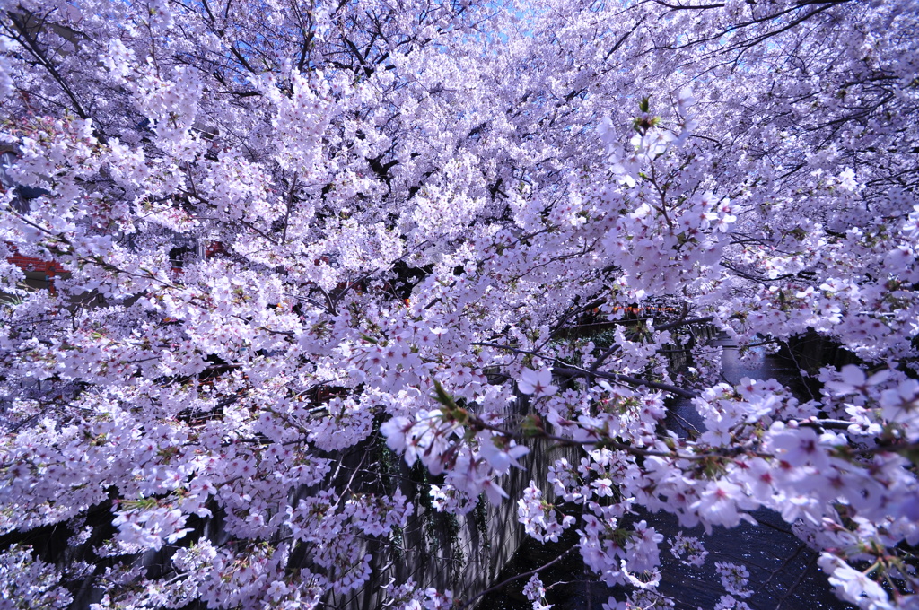 目黒川