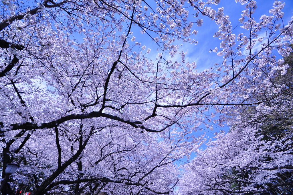 上野公園