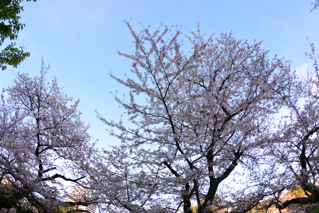 千鳥ヶ淵5