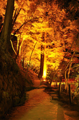 黄金に染まる紅葉(1)