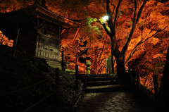 黄金に染まる紅葉(2)