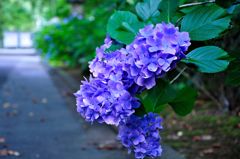 梅雨終わりのアジサイ