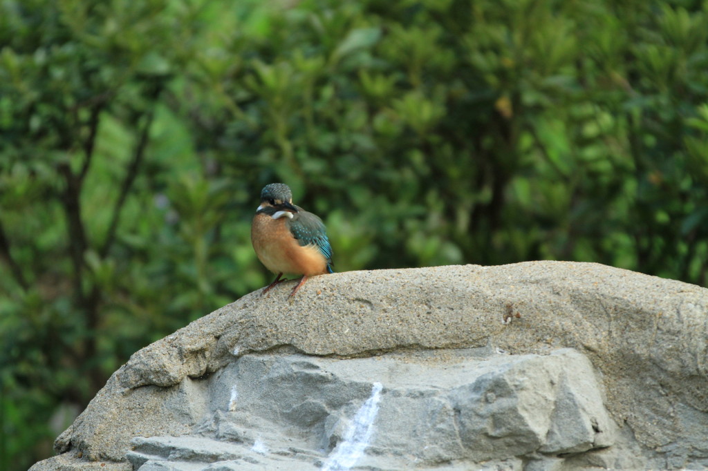 かわいいカワセミ