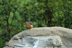 かわいいカワセミ