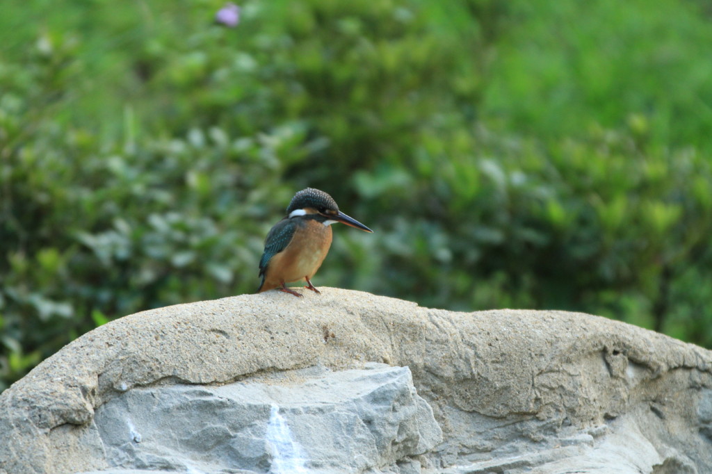 かわいいカワセミ