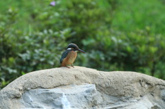 かわいいカワセミ