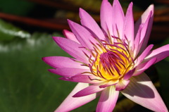 蓮花 