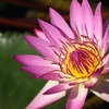 蓮花 