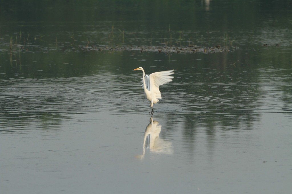 鳥の舞