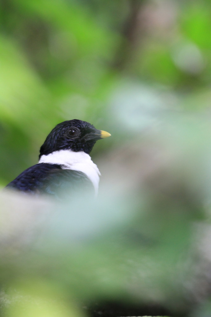林中の鳥