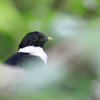 林中の鳥