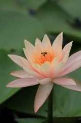 蓮花 