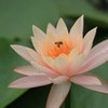 蓮花 