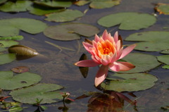 蓮花 