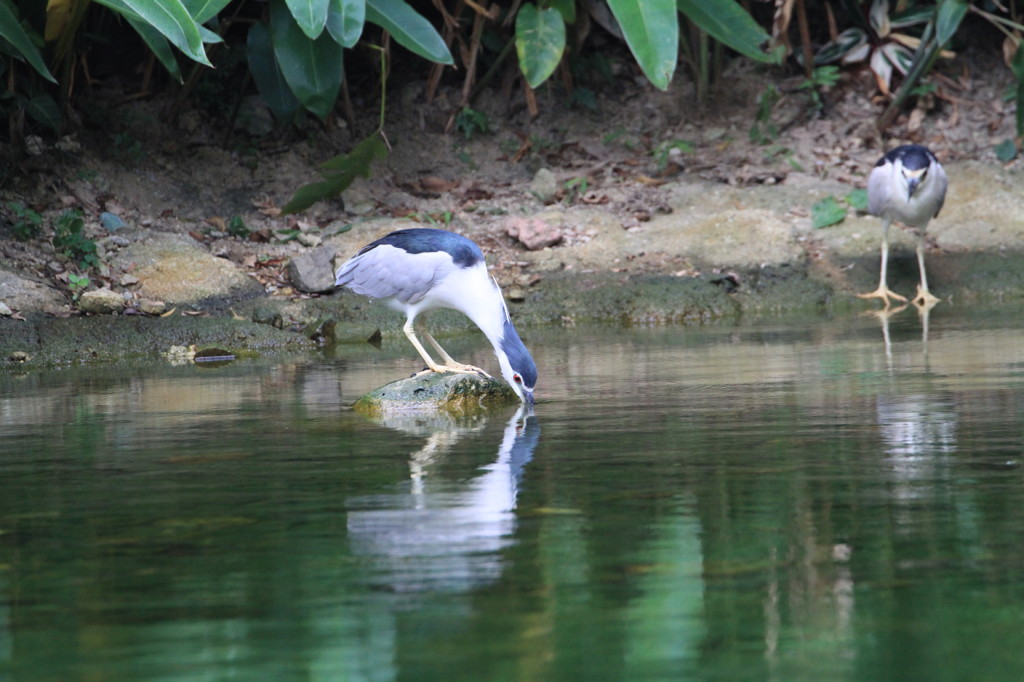 野鳥