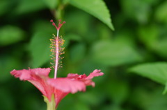 丹花