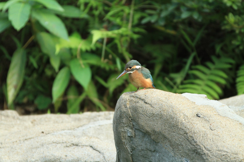 かわいいカワセミ