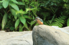 かわいいカワセミ