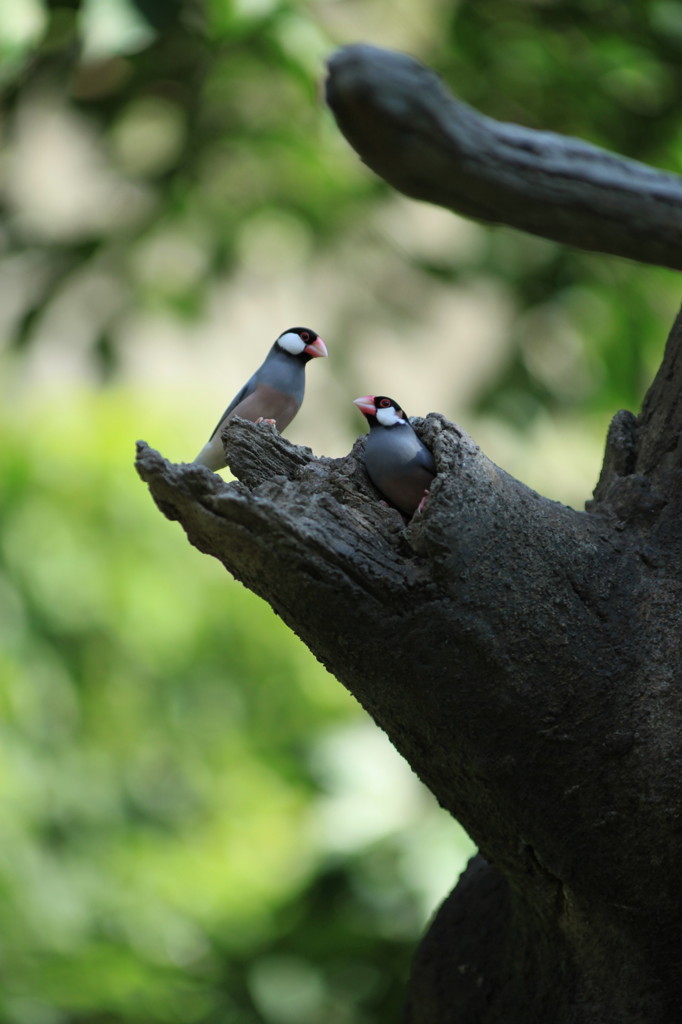 鳥の家族.4