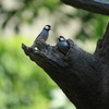 鳥の家族.4