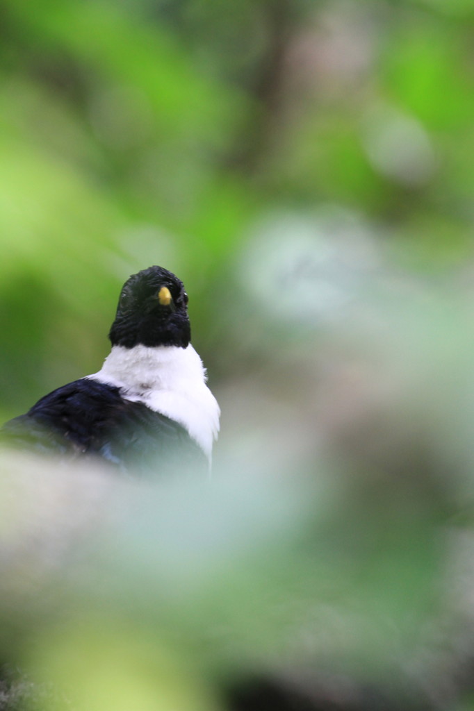 林中の鳥