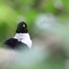 林中の鳥