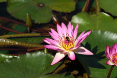 蓮花 