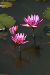 蓮花 